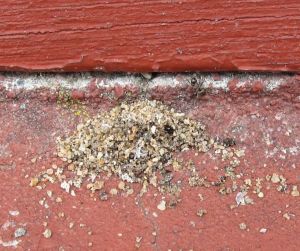Myrer har båret døde vintermyrer ud