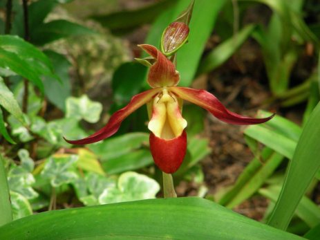 En orchide på Madeira