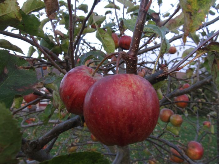 Det er et af de perfekte æbler, dette her - sikken en farve! Der er mange æbler tilbage på træet og de er ikke nemme at hive af med stilken brudt på det rigtige sted