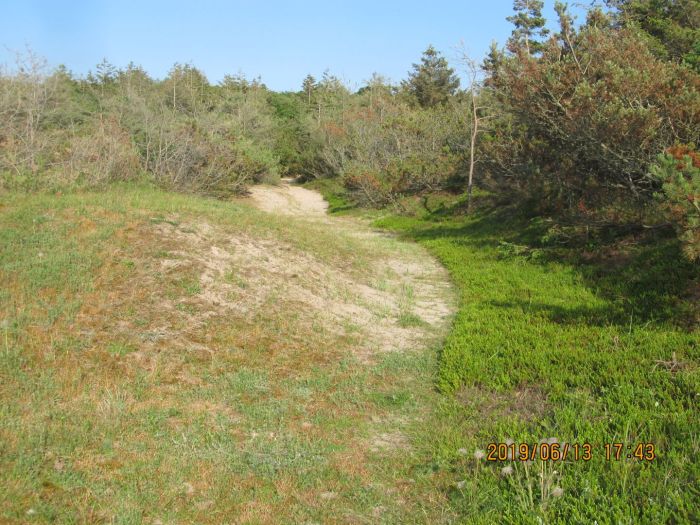 Path in the dunes 