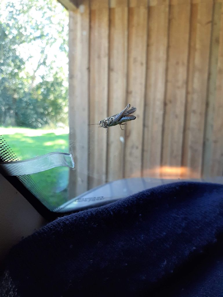 insect on front pane
